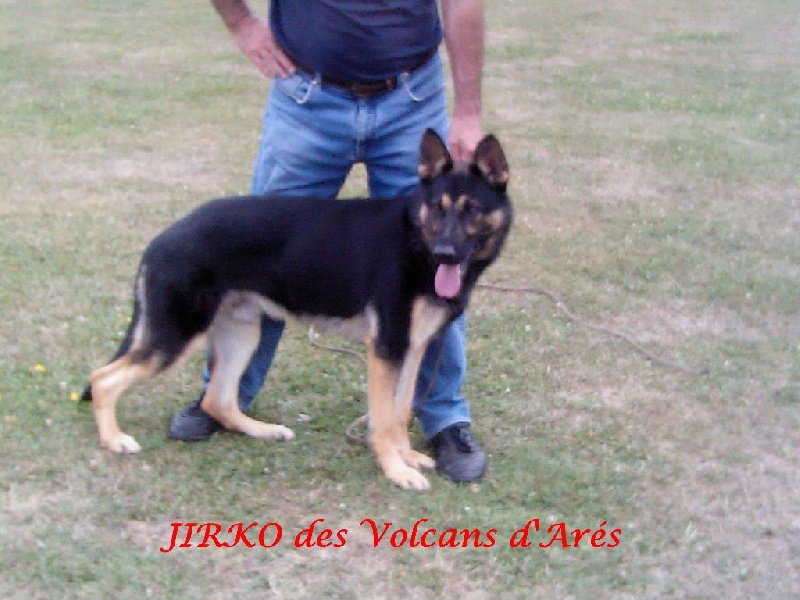 Les chiens de provenants des Volcans d'Arés